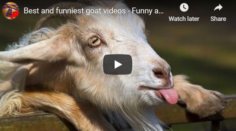 This is sure exciting and fantastic - Funniest Best Goat Videos - Animal Compilation. Goats can sure act and behave really strange and weird. Hear goats make funny sounds and screams, act like they are dead, walk on front legs, play with a ball, ice skate and even be violent goats. They are awesome and very funny. What is the acronym GOAT stand for? greatest of all time. It is the Acronym for "greatest of all time." GOATS include icons like astronauts and cosmonauts. Goat Videos Funny, Goat Stand, Goat Videos, Lance Stewart, Funny Sounds, Animal Fails, Fail Videos, Goats Funny, Greatest Of All Time