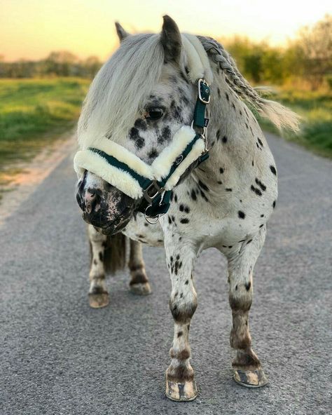 Shetland Pony Aesthetic, Shetty Pony, Mini Shetland Pony, Shetland Ponies, Mini Horses, Baby Pony, Pony Breeds, Cute Horse Pictures, Equestrian Aesthetic