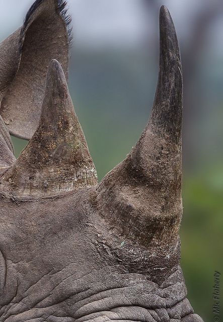 Michael Flaherty: Rhino Horns, Kruger National Park, South Africa Rhino Aesthetic, Rhino Horn, Rhino Ready, Rhinoceros Photography, Rhino Side View, African Animals Photography, One Horned Rhino, Sumatran Rhino, Black Rhinoceros