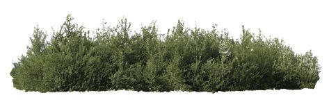 Bushes Photoshop Architecture, Vegetation Png, Bushes Png, Bushes In Front Of House, Thorny Bushes, Grass Png, Shrubs For Landscaping, Photoshop Landscape, House Png