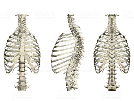 Human Rib Cage, Rib Cage, In 3d, Rear View, Royalty Free Images, Stock Vector, Vector Illustration, Royalty Free, Art Inspiration