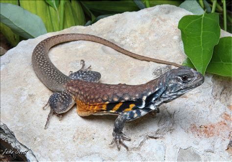 About Wild Animals: A Beautiful Butterfly | Butterfly Agama Lizard, Jake Scott, Inheritance Cycle, Christopher Paolini, Amazing Animal Pictures, Reptile Terrarium, Butterfly Butterfly, Marine Animals, Weird Animals