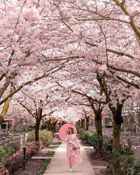 Japan Spring Outfit Cherry Blossoms, Spring Asthetics Photos, Sakura Portrait, Cherry Blossom Outfit Ideas, Cherry Blossom Photoshoot, Girls Photoshoots, Dc Fits, Sakura Photography, Cherry Blossom Outfit