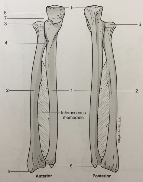 Right Radius and Ulna diagram Diagram Simple Anatomy, Radius And Ulna, Music Terms, Pomodoro Timer, Start Studying, Learn Vocabulary, Center Signs, Historical Period, Study Tools