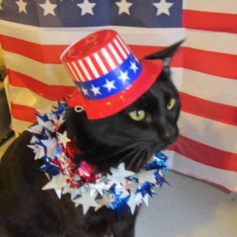 4th Of July, Black Cat, Dog Cat, Dogs, Quick Saves, Black