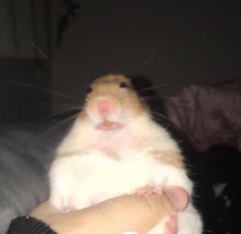 Hamsters Cute, Hamster Pics, Funny Rats, Funny Hamsters, Cute Rats, Weird Images, Funny Animal Photos, Cute Hamsters, Silly Animals