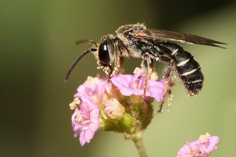 Lipotriches sp. bee pollinating flowers Tarantula Hawk, Black And White Bee, Pollinating Flowers, Fire Ant, Pain Scale, Fire Ants, Bee On Flower, Iphone Wallpaper Girly, Garden Pests