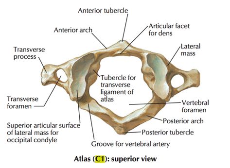 Vertebrae : Atlas (C1) : superior view Atlas Anatomy, Vertebrae Art, Neck Muscle Anatomy, Spine Anatomy, Emt Study, Vertebral Artery, Muscles Of The Neck, Human Spine, Spinal Surgery