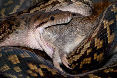 What Snakes Eat: The Unique and Varied Diets of the World's Serpents Snake Eating Snake, Snake Eating, Milk Snake, World Serpent, Large Lizards, Garter Snake, Types Of Snake, Largest Snake, Boa Constrictor