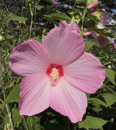 Native Hibiscus Swamp Rose Mallow Seeds (Hibiscus moscheutos) by DsBeesAndBlooms on Etsy Swamp Rose, Hibiscus Moscheutos, Monarch Butterfly Garden, Rose Mallow, Milkweed Seeds, Rain Gardens, Milkweed Plant, Fall Planting, Spring Planting