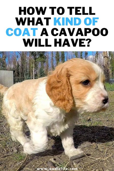 How To Tell What Coat Your Cavapoo Will Have - Oodle Life Cavapoo Full Grown, Black Cavapoo, Cavapoo Dogs, Poodle Hair, Cavapoo Puppies For Sale, Puppy Coats, Bernedoodle Puppy, Puppy Cut, Cavapoo Puppies