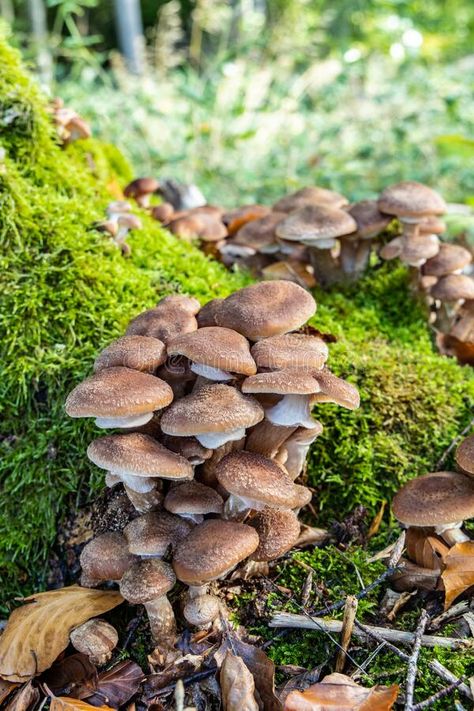 Honey Fungus mushrooms grow in the autumn forest stock photos Mushroom Nature, Mushroom Images, Autumn Forest, Stuffed Mushrooms, Honey, Stock Images, Forest, Medical, Stock Photos