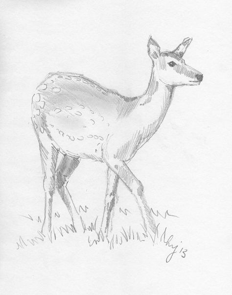 Doe Drawings Sketches, Doe Drawings, Deer Drawing Simple, Deer Line Drawing, Dear Drawing, Drawing Of A Deer, Deer Drawings, Charcoal Drawing Ideas, Pencil Drawing Pictures