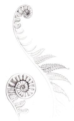 Fern Tattoo With Words, Unique Fern Tattoo, Fern Frond Drawing, Fiddle Head Fern Drawing, Fiddle Fern Tattoo, Unfurling Fern Tattoo, Ostrich Fern Tattoo, Curled Fern Tattoo, Fiddle Head Fern Tattoo