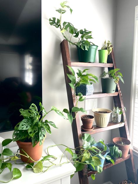 Use a blanket ladder to show off all your indoor plants! #plants #indoorplantsdecor #blanketladder Plants On Ladder, Blanket Ladder With Plants, Blanket Ladder Plant Stand, Ladder Plant Hanger, Ladder With Plants, Old Ladder Plant Stand, Blanket Ladder Used For Plants, Small Plant Ladder Shelf, Tiny Ladder Plant Stand