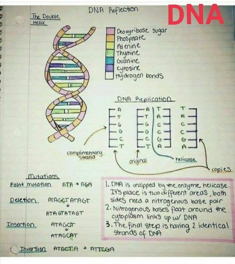 Nitrogenous Base, Basic Anatomy, Notes Inspo, Organization Notes, Dna Replication, Short Notes, Digital Portrait Illustration, Basic Anatomy And Physiology, 8th Grade Science