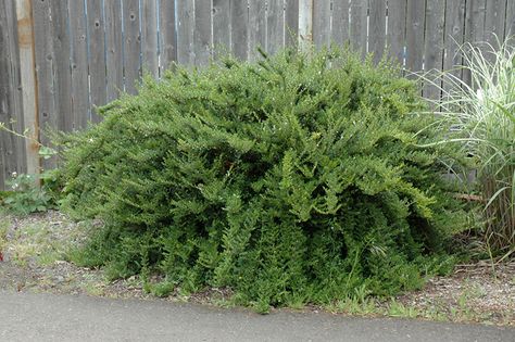 Box Honeysuckle, Lonicera Nitida, Sammamish Washington, Front Yard Plants, Yard Plants, Mountain Nursery, Full Size Photo, Eugene Oregon, Johnson Brothers