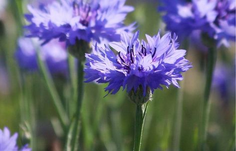 Learn about the traditional uses, health benefits, dosages, active ingredients and side effects of the medicinal herb cornflower (Centaurea cyanus) Bachelor Button Flowers, Improving Digestion, Hanging Craft Ideas, Bachelor Buttons, Natural Alternatives, Blue Corn, Hanging Craft, Paper Wall Hanging, New Paper