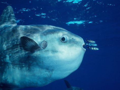 Goofy Looking Ocean Sunfish Are Actually Active Swimmers and Predators | Smart News | Smithsonian Creatures Of The Deep, Month Animals, Mola Mola, Giant Fish, Marine Fish, Animal Magic, Animal Antics, Silly Animals, Fishing Humor