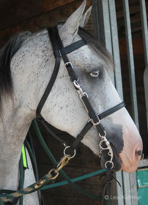 Gray Horse, Arabian Stallions, Grey Horse, Mane N Tail, Black Horse, Horse Coloring, The Horse, First Photo, Blue Eyes