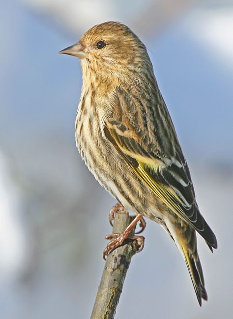 Pine Siskin Edmonds Washington, Pine Siskin, Siskin, March 1, Missouri, Stained Glass, Washington, Birds, Glass