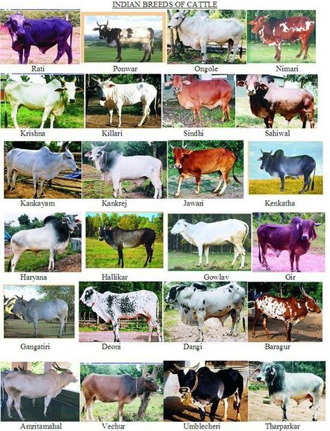 Indian Cow Breeds Water Cycle For Kids, Types Of Sheep, Cow Breeds, Brahman Cattle, Animal Infographic, Breeds Of Cows, Beef Cow, Raising Farm Animals, Cattle Ranch