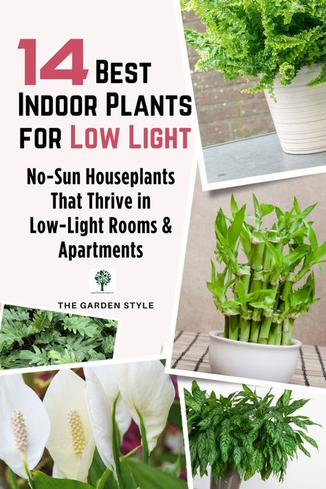 This pin shows a selection of indoor plants thriving in a low-light environment. The pin title is "14 Best Indoor Plants for Low Light". The pin subtitle is: "No-Sun Houseplants that thrive in low-light rooms and apartments". Visit www.TheGardenStyle.com to learn more. Plants For Basement Low Lights, Easy Indoor Plants Low Lights, Easy House Plants Low Lights, Indoor Plant Low Light, Indoor Plants For Low Light, Plants For Low Light, Low Light Indoor Plants, Houseplants Low Light, Indoor Flowering Plants