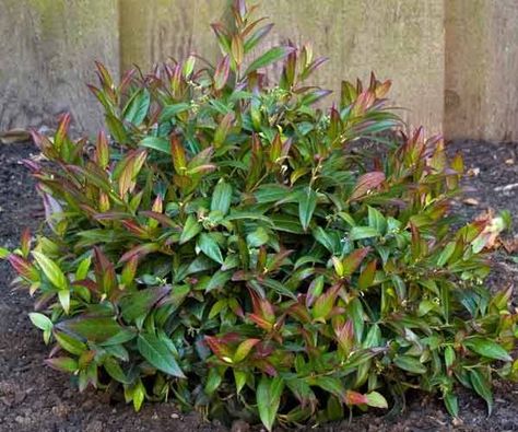 Deer Resistant Shrubs, Flowers For Beginners, Small Evergreen Shrubs, Tools Tattoo, Shrubs For Landscaping, Landscaping Shrubs, Broadleaf Evergreen, Shade Shrubs, Small Shrubs