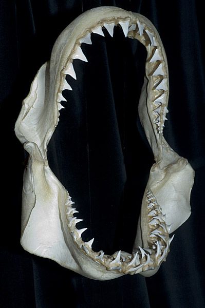 great white shark jaws Shark Jaws, Great White Shark, Great White, Bones, White