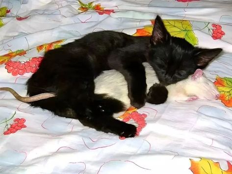 Cats Sleeping Together, Animals Cuddling, Animal Meeting, Unusual Animal Friendships, Cats Sleeping, Sleeping Together, Unlikely Friends, Cat Cuddle, Animals Friendship