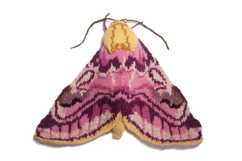 Max Alexander: Knitted Pease Blossom moth. Knitting Art, Animal Knitting Patterns, Knit Art, Knitted Animals, Pink Yarn, How To Start Knitting, By Max, Fiber Arts, Yarn Art