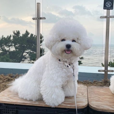 14 Things Bichon Frise Owners Must Never Forget White Bichon Frise, Dogs Tattoo Ideas, Poochon Dog, Dogs Tattoo, Aesthetic Dogs, Bichon Dog, Bichon Frise Puppy, Dog Accesories, Wallpaper Dog