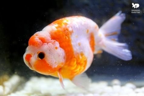 Fat Goldfish, Lionhead Goldfish, Aesthetic Pets, Goldfish Types, Fish Aesthetic, Pet Goldfish, Fish Aquarium Decorations, Fancy Goldfish, Fish Ideas