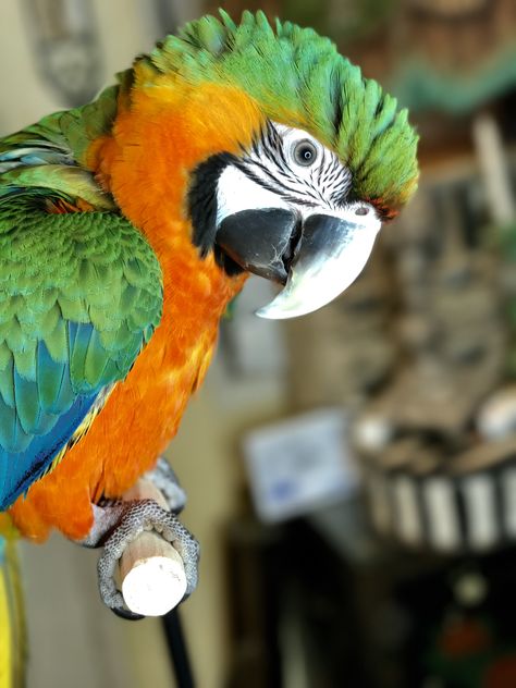 Catalina Macaw Catalina Macaw, Budgies Parrot, Beautiful Parrots, Parrot Training, Macaw Parrot, Colorful Parrots, Paws And Claws, Super Cute Animals, Owl Bird