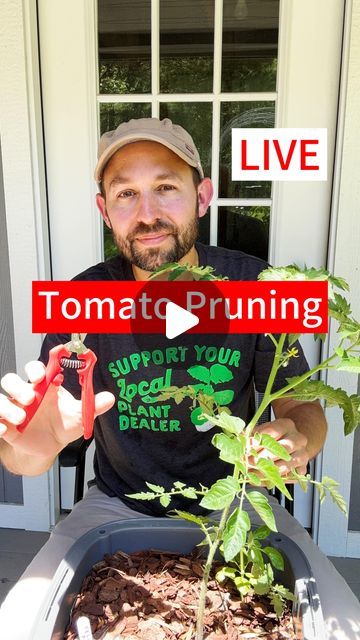 Josh Gardens on Instagram: "Learn about pruning your tomatoes 🍅 for both determinate and indeterminate varieties. 🪴🧐We covered why pruning helps and when to do it. ⁉️What questions do you have?🙋 

#pruning #tomatoes #gardening #gardeninglife #garden" Pruning Tomatoes, Tomato Pruning, What Questions, Garden Vegetables, What If Questions, June 1, Vegetable Garden, Gardening Tips, Tomatoes