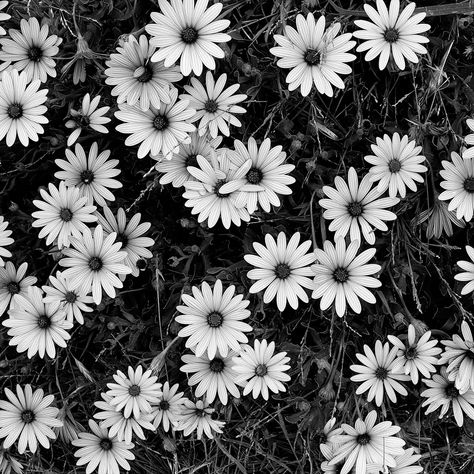 flower clusters pattern from Black and White Flowers – A Study in Form Black And White Photograph, Black And White Flowers, White Flowers, Black And White, Flowers, White, Black