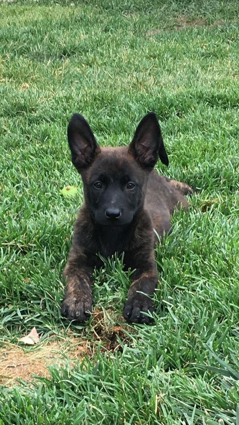 Black Dutch Shepherd, Belgian Shepherd Puppy, Dutch Shepherd Puppy, Dutch Shepherd Dog, Berger Malinois, Malinois Puppies, Dutch Shepherd, Belgian Malinois Dog, Malinois Dog