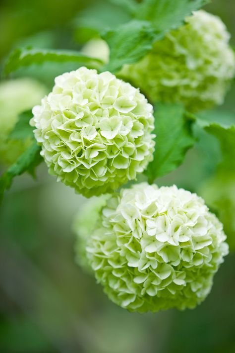 spring flowering Viburnum opulus 'Roseum' in my garden Green Viburnum, Viburnum Opulus Roseum, Viburnum Opulus, Hydrangea Garden, Falafels, Green Hydrangea, Plant Photography, Garden Photography, White Gardens