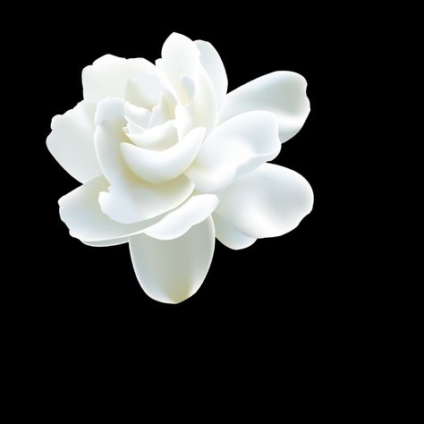 White Flower Png, Template Rp, Flower Overlay, White Png, Black Theme, Flower Icons, Floral Wallpaper Phone, Overlays Transparent, Mini Drawings