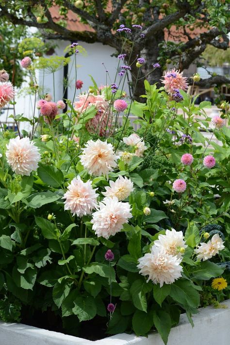 Skapa en dahliarabatt – inspiration och tips på | Leva & bo Garden Simple Ideas, Diy Patio Garden, Garden Simple, Garden Landscaping Ideas, Dahlias Garden, Potager Garden, Aesthetic Garden, Garden Aesthetic, Outdoor Inspirations