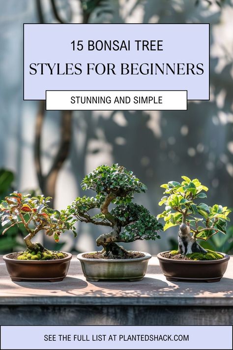 Bonsai trees come in various styles, each with its own unique charm and appeal. For beginners, selecting the right style can be a daunting task. Here's a House In The Suburbs, Gardening At Home, Garden Bonsai Tree, Bonsai Making, Bonsai Pruning, Bonsai Tree Types, Succulent Tree, Bonsai Tree Care, Bonsai Techniques