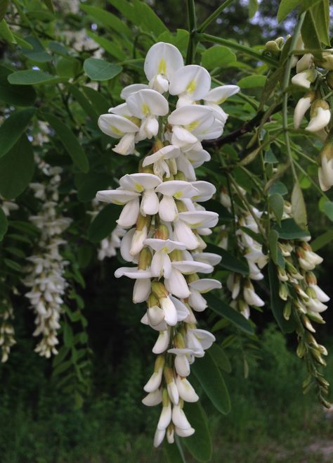 Black Locust Tree (Robinia pseudoacacia) Acacia Aesthetic, Robinia Tree, Locust Flower, Jasmine Bush, Black Locust Tree, Honey Illustration, Locust Tree, Robinia Pseudoacacia, Cottage Garden Design