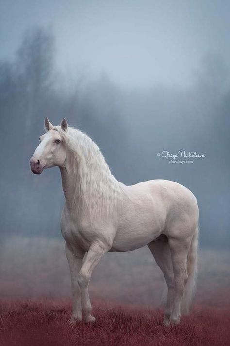 Cream Horse, Lusitano Stallion, All Horse Breeds, Horse Standing, Horse Photography Poses, The Centaur, Palomino Horse, Horse Anatomy, Horse Inspiration