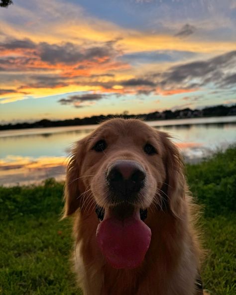 Did you even go see the sunset if you didn’t take a selfie??? #dogselfie #dogsofinstagram #dogsoforlando #floridasunset #goldenhour #goldenretriever Cute Dog Photography, Cute Golden Retriever Aesthetic, Dog Moodboard, Animal Selfies, Aesthetic Dogs, Cute Dogs Images, Take A Selfie, A Golden Retriever, Dog Selfie