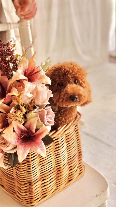 Toy Poodle Photoshoot, Poodle Photoshoot, Brown Poodle, Poodle Hair, Brave Enough, Toy Puppies, Fall Photoshoot, Stay Happy, Toy Poodle