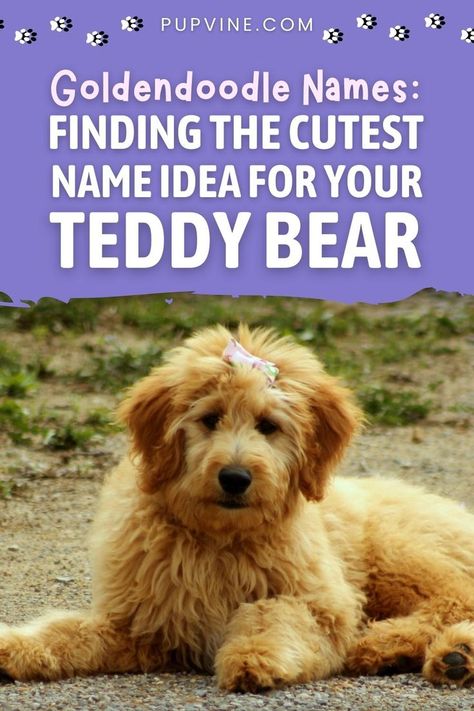 Goldendoodle names are sweet,and quirky – just like our little goofballs! We've got the world's best name choices for your Doodle. Cute Golden Doodle Names, Golden Doodle Puppy Names, Tea Cup Golden Doodle, Goldendoodle Names Female, Mini Golden Doodle Puppy, Puppy Girl Names, Aussie Doodle Puppy, Goldendoodle Names, Mini Labradoodle Puppy