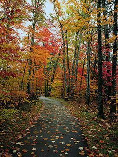 Johns Extras Fall Picture Backdrop, Fall Picture Backdrop Ideas, Picture Backdrop Ideas, Autumn Backdrop, Board Photography, Picture Backdrop, Backdrop Photography, Image Chat, Backdrop Ideas