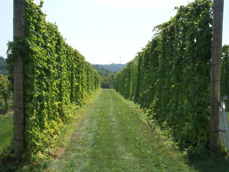 hop farm Hop Vines, Hop Trellis, Hop Growing, Hops Garden, Hops Trellis, Light Elves, Hop Farm, Growing Hops, Highgrove Garden