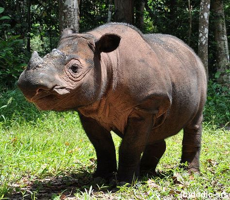 Endangered Species Facts | Top 6 Critically Endangered Species Badak Jawa, Rhino Facts, Sumatran Rhinoceros, Rhino Species, Sumatran Rhino, Animal Facts For Kids, Indian Rhinoceros, Save The Rhino, Baby Rhino