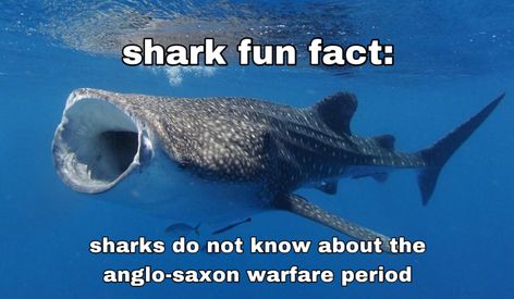 shark fun fact: sharks do not know about the anglo-saxon warfare period Shark Reaction Pic, Shark Fun Facts, Fun Facts About Sharks, Shark Meme, Silly Shark, Silly Sharks, Shark Facts, Shark Pictures, Whale Sharks